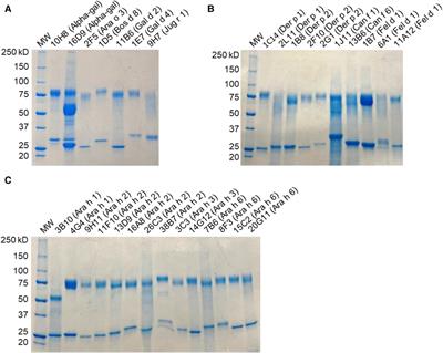 Unique allergen-specific human IgE monoclonal antibodies derived from patients with allergic disease